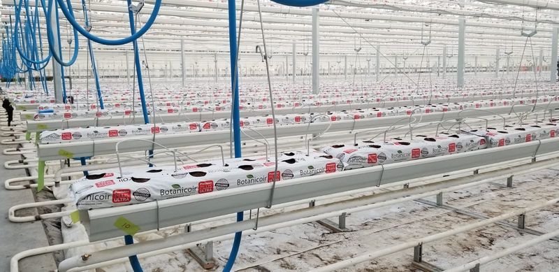 Botanicoir Precision Plus Ultra grow bags in a large greenhouse