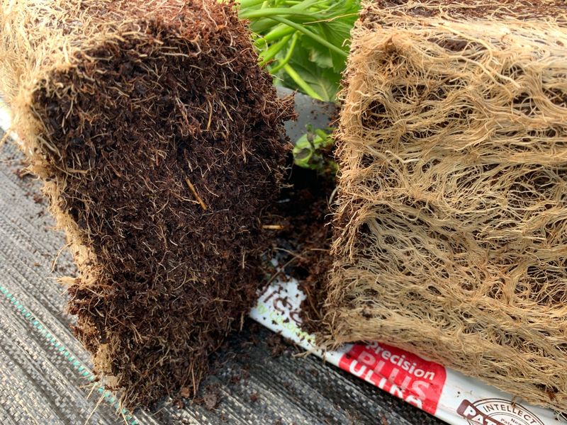 A dense, healthy root system all through Botanicoir Precision Plus Ultra coir