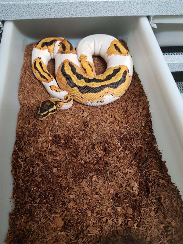 Ball python on Green Space coco coir substrate