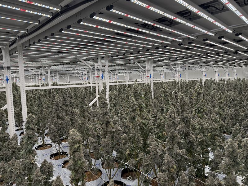 A full indoor canopy grown in Medicoir OTCs
