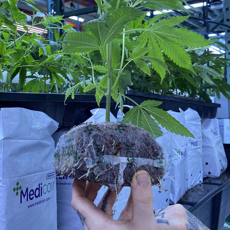 Roots grow through the netting of a Medicoir grow cube